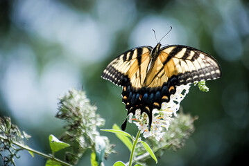 sunlit butterfly on a flower