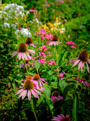 Purple Coneflower in bloom in the summer garden