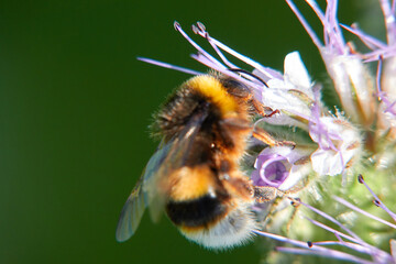 Bumblebee (Bombus) from the side on purple flake flower. Macro. Germany, Swabian Alb.