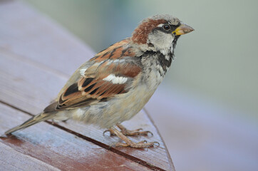 sparrow on a fence
