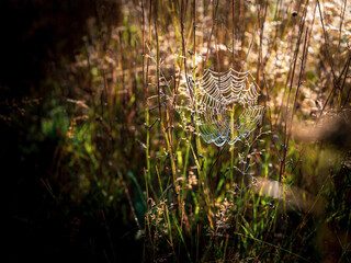 Spider web with dew drops in the grass field at sunrise
