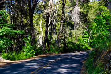 The road and the forest