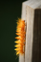 Bright orange coloured caterpillar