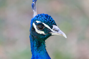Obraz premium Peacock portrait