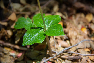 A travel to the flora in bariloche