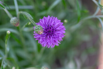 Centaurea cyanus purple cultivated flowering plant in the garden, group of beautiful cornflowers flowers in bloom