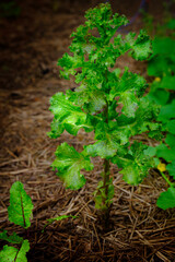 Tall over grown lettuce plant in the garden over the brown soil background