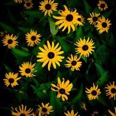 Group of yellow daisies in full bloom in the garden