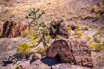 petrified wood and choia
