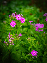 Pink phlox flowers in bloom over the blurred green leaves on the backgrounds