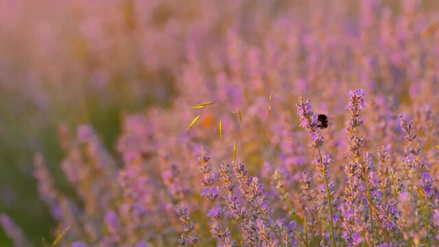 Beautiful lavender field - bumble bee