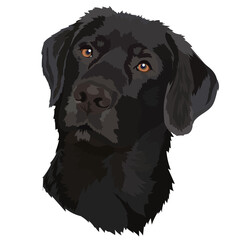 Black labrador. Vector illustration.Portrait of a dog.