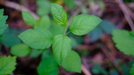 fresh green leaves