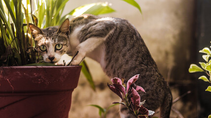 a cat sneaking into a pot with a sharp look.