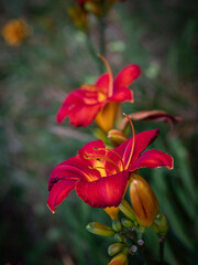 Two red lily flowers in full bloom growing upward on green leaf backgrounds