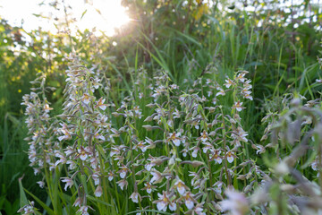 Platanthéra bifólia (Platanthéra bifólia) wild orchid plant with numerous flowers and light leaves in a meadow on a summer day