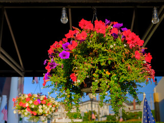 Fototapeta na wymiar Red and purple petunia flower basket hanging under the outdoor ceiling lights