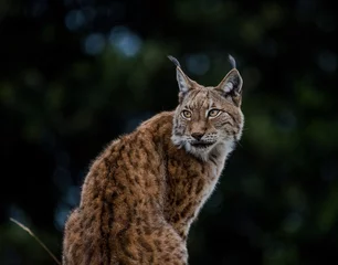 Muurstickers Lince Iberico - Lynx. Cabarceno Cantabria España  © iaki
