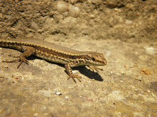 A beautiful lizard watches the sun. A beautiful creation of nature.