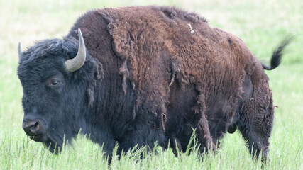 Old bison grazing on a field near Boulder in Colorado