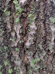 Textured bark of a tree. Wooden texture