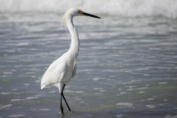Snowy Egret Standing in Water Along Beach Coastline