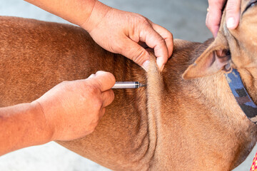 Obraz premium Veterinarian at vet clinic giving injection to a dog.