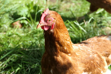 Head of a free-range chicken