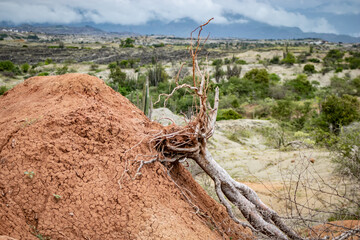 tree in the tatacoa desert