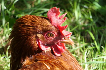 Head of a hen in the sun, closeup