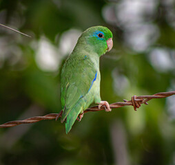 blue and green parrot