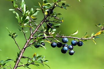 Sloe fruit ripening on the bush. Selective focus.
