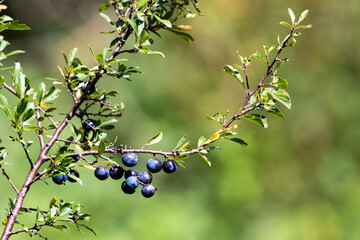 Sloe fruit ripening on the bush. Selective focus.