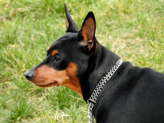 super energetic miniature pinscher dog named Carlos who lives in the city of Białystok in...