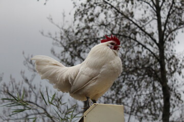 White french chicken (Bresse Gauloise)