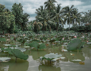 Lago en la selva del Bangkok con nenúfares y vegetación autóctona