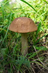 Boletus mushroom in the sunny green grass. Brown cap boletus close-up.