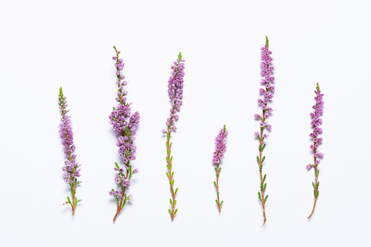 Beautiful heather twigs on white background. Minimalism style natural composition. Concept of beauty and difference.