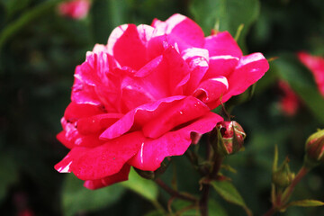 The rays of the sun play on the beautiful rose