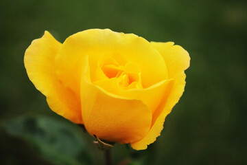 Fototapeta premium Delicate yellow rose opens its bud after a night's sleep