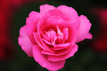 Pink rose in all its glory