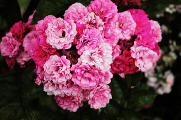 Pink inflorescence of tea roses bask in the summer sun