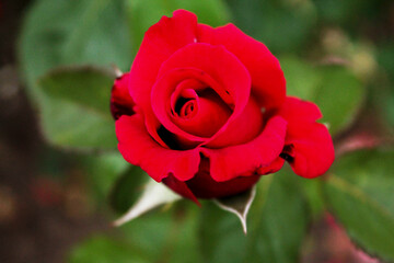 Delicate red rose sparkles at the ball of life