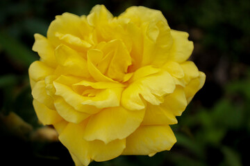 A large yellow rose sways in a light breeze