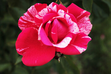 Bright pink rose with white accents basking in the sun