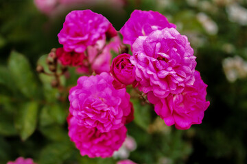 A bouquet of soft purple roses sparkles in the sun