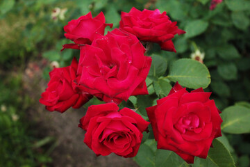Delicate red roses are getting ready to sleep