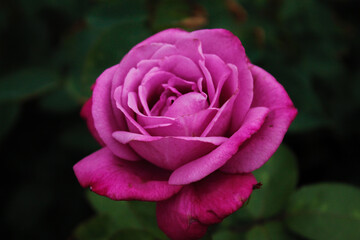 A small bud of a beautiful purple rose sways in the summer wind