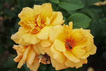 Inflorescence of bright yellow roses in the rays of the evening summer sun