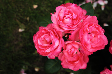 A quartet of delicate pink roses bask in the evening sun on a flower bed